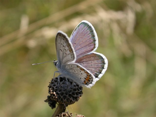 Plebejus argus o idas?